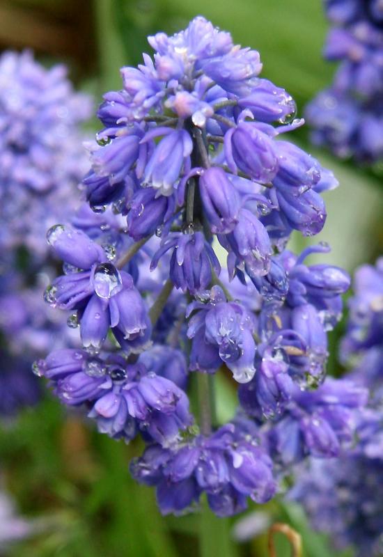 Foliated Grape Hyacinths