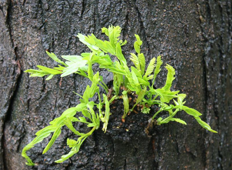 New Foliage Honey Locust Tree - Time Landscape Garden