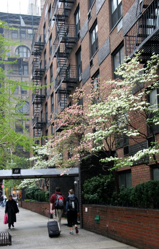 Blossoming Dogwood