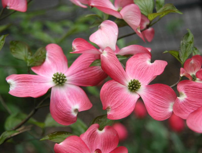 Dogwood