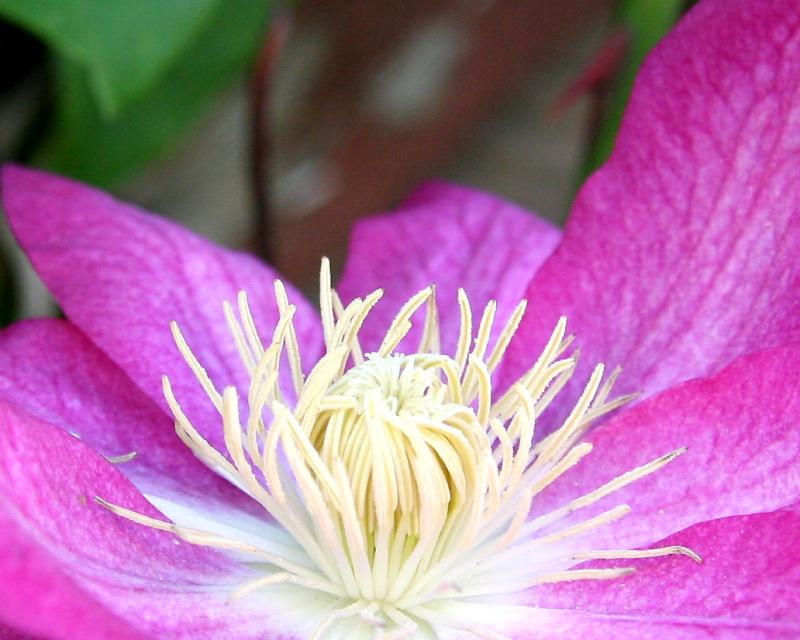 Clematis