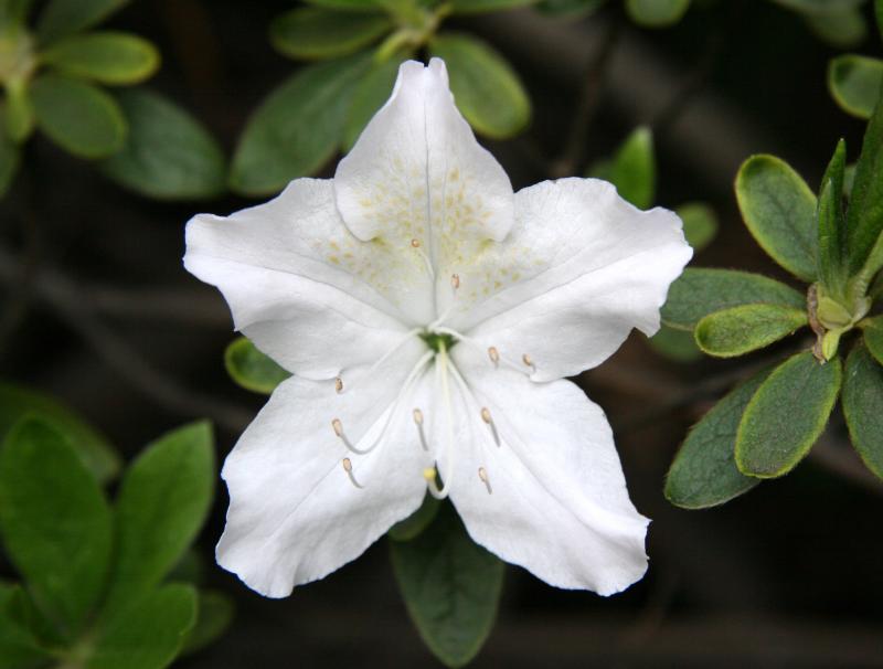 Azalea