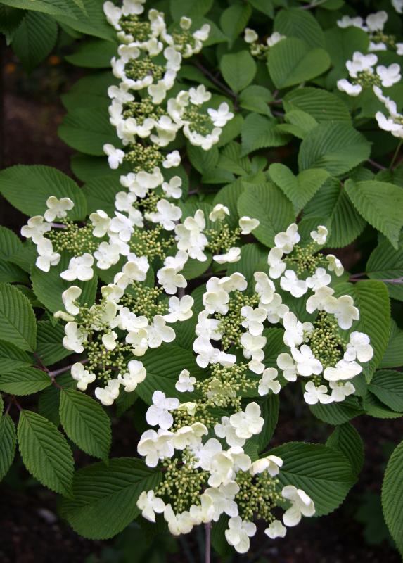 Viburnum Blossoms