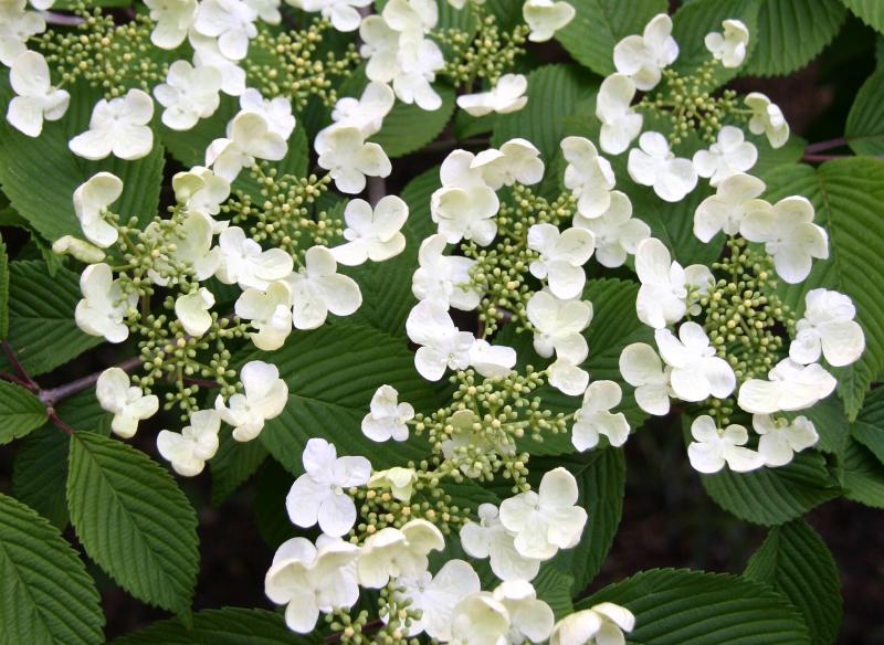 Viburnum Blossoms