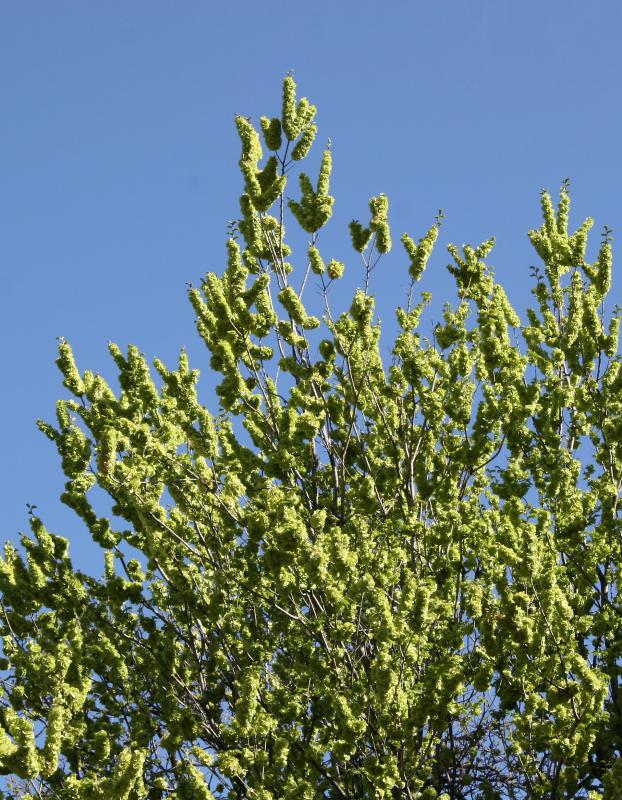 Elm Tree New Foliage