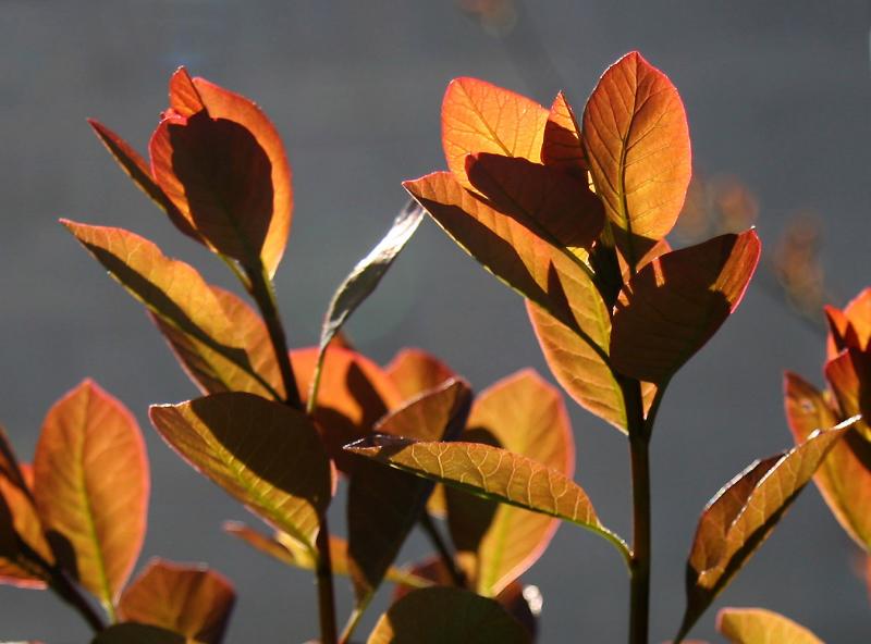 Smoke Tree New Foliage