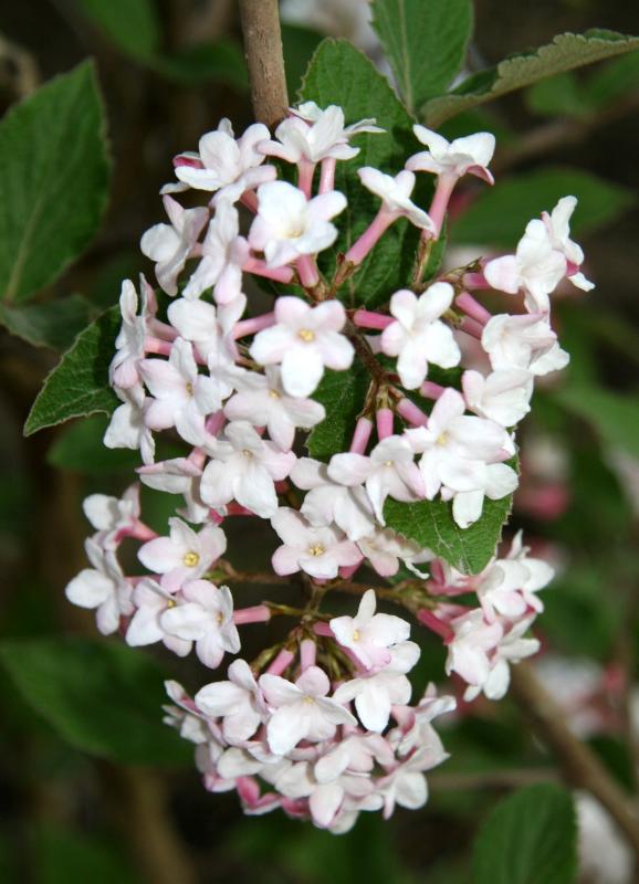 Viburnum