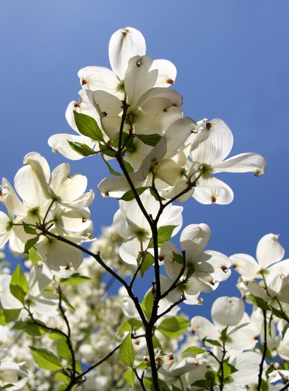 Dogwood  Tree Blossoms