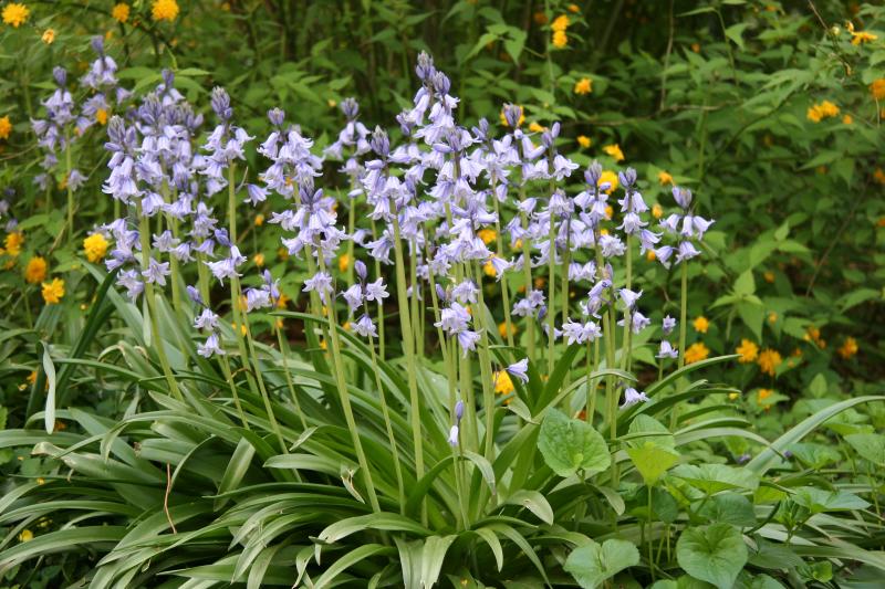 Bluebells & Kerria Bush