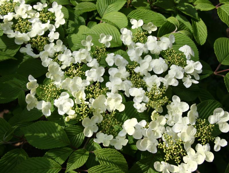 Viburnum Blossoms