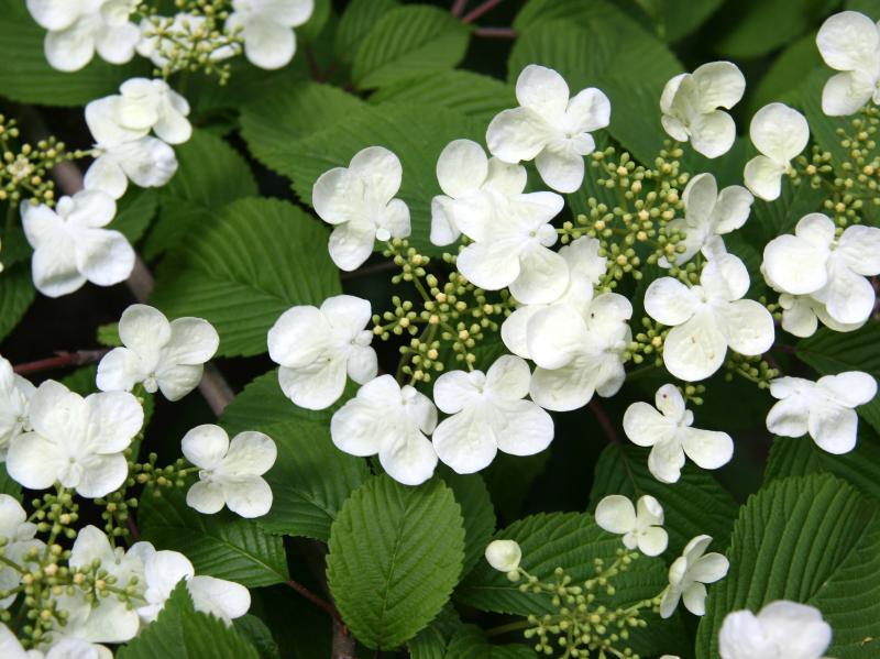 Viburnum Blossoms