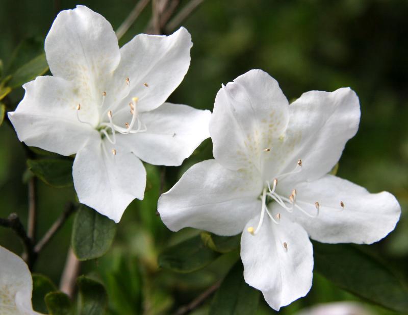 Azalea