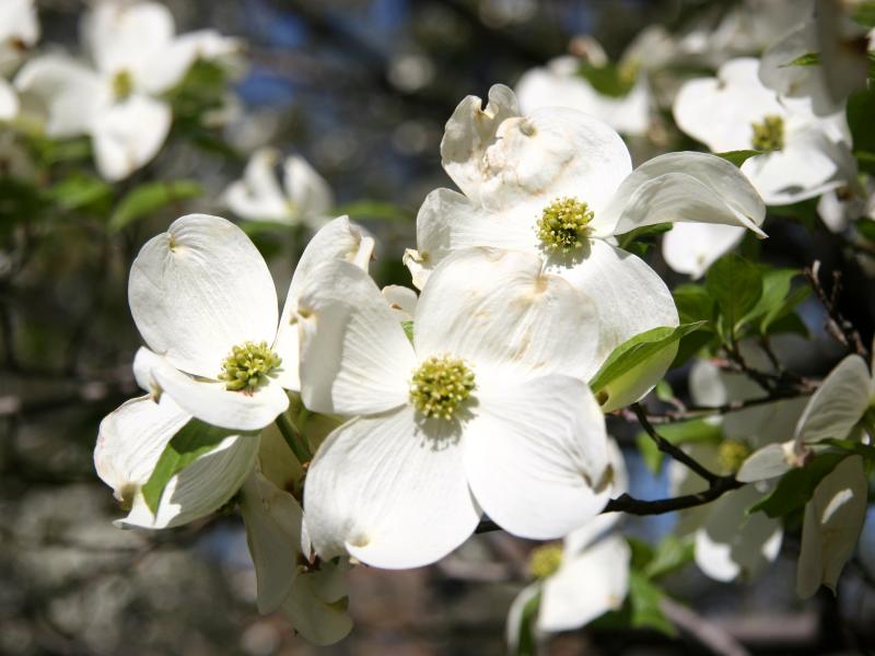 Dogwood