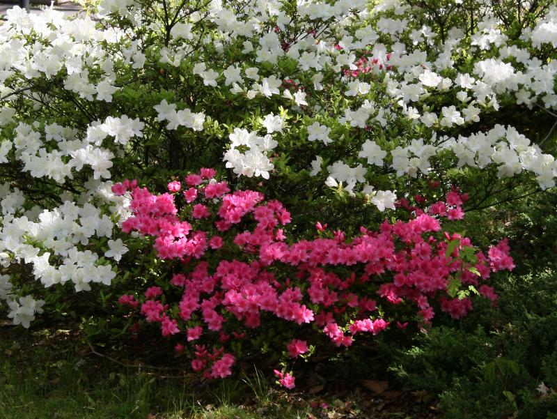 Azaleas