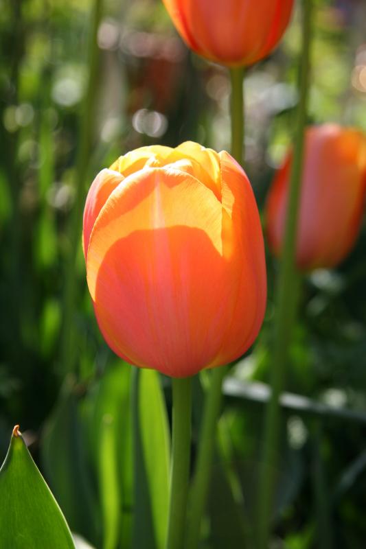 Tulips