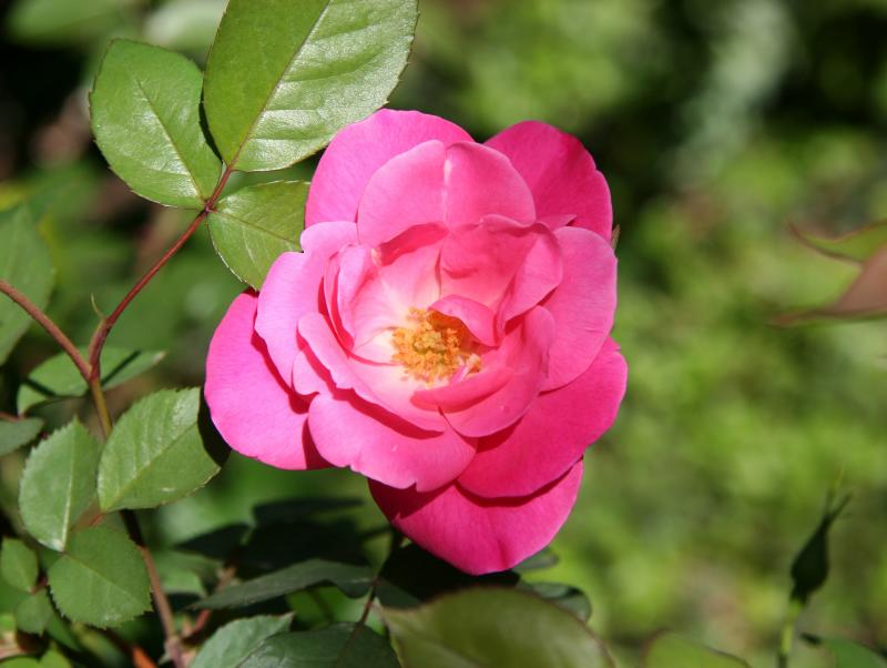 First Rose of the Season - Pink Simplicity