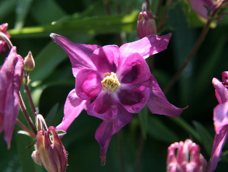 Columbine