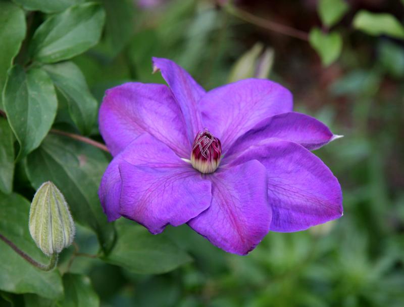 Clematis