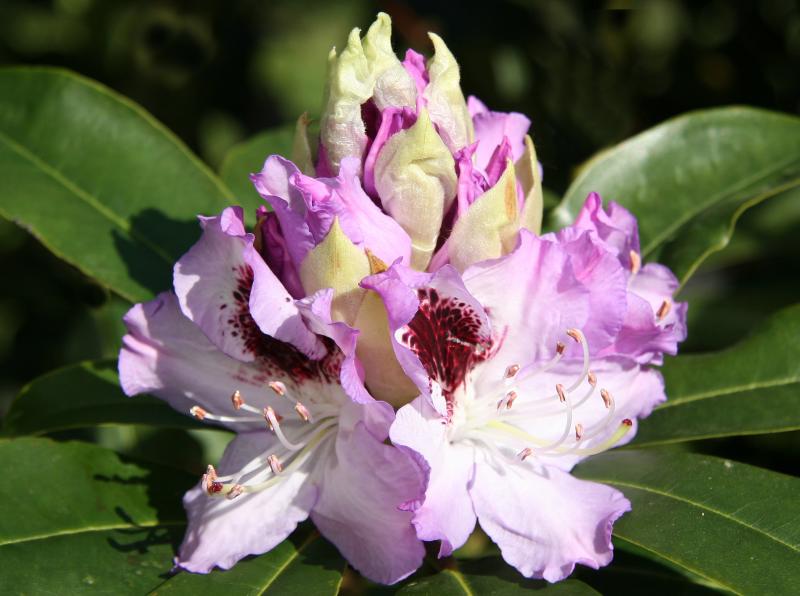 Rhododendron