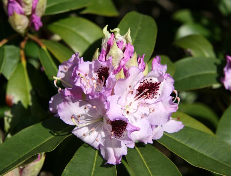 Rhododendron