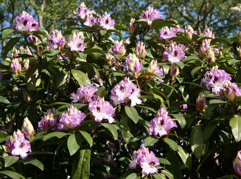 Rhododendron