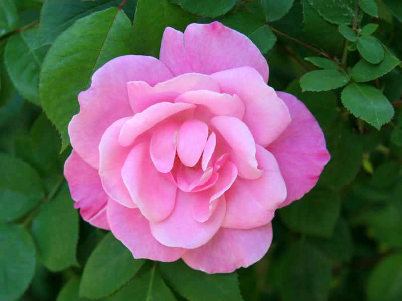 Rosa Pink Simplicity