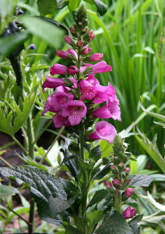 Foxglove