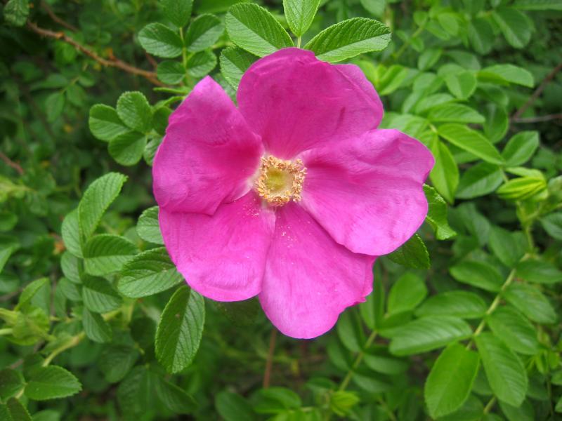 Rosa Rugosa