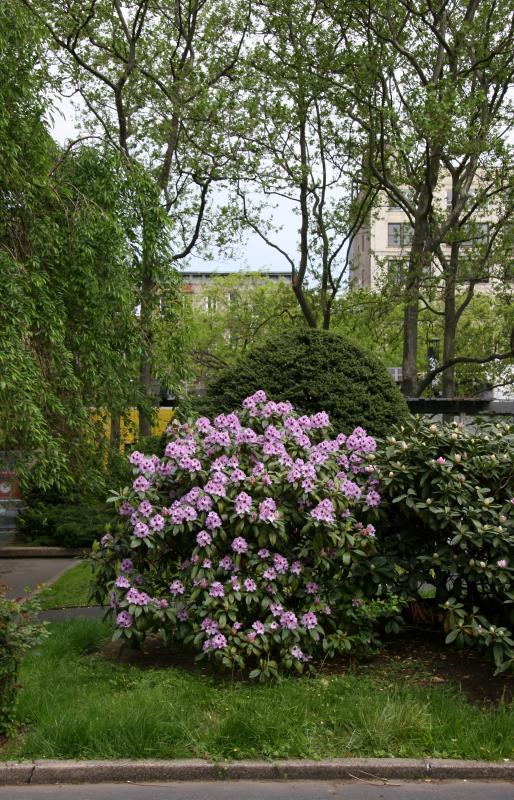 Rhododendron
