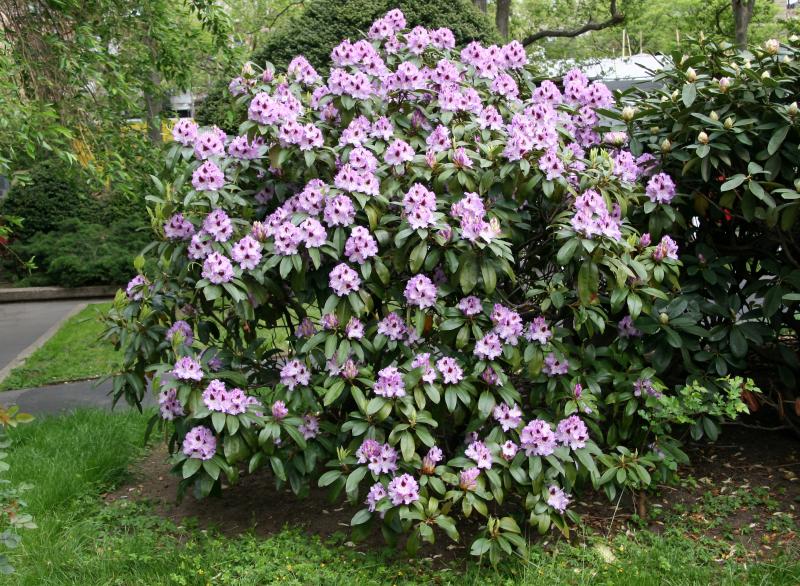 Rhododendron