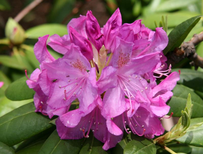 Rhododendron after Rain