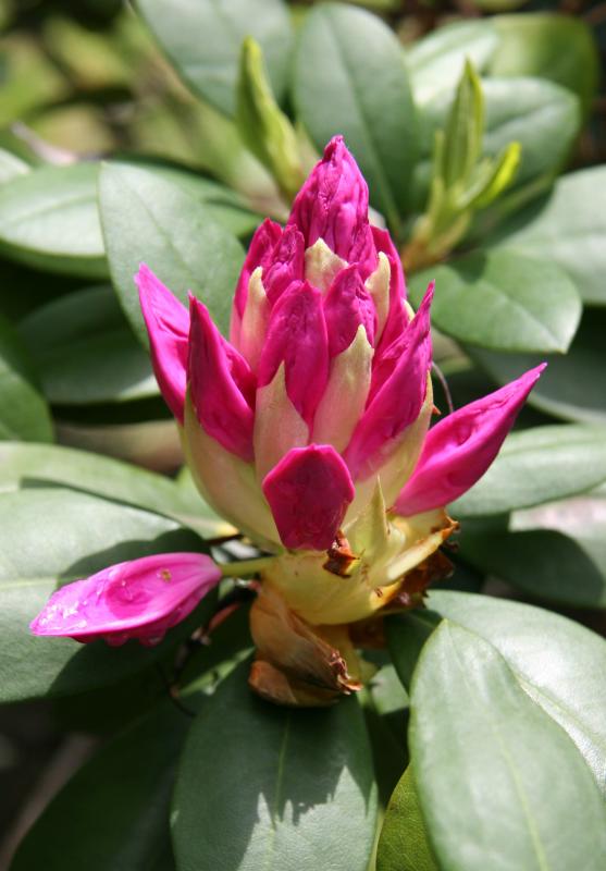 Rhododendron after Rain