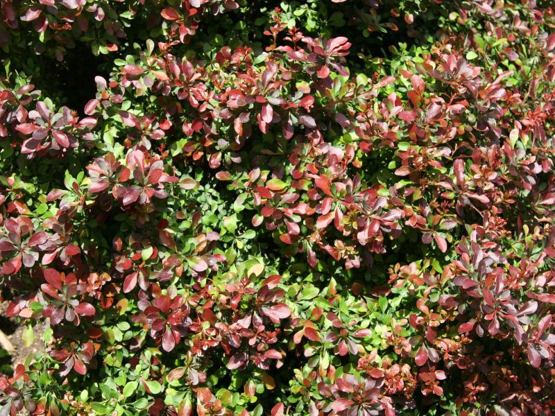 Berberis