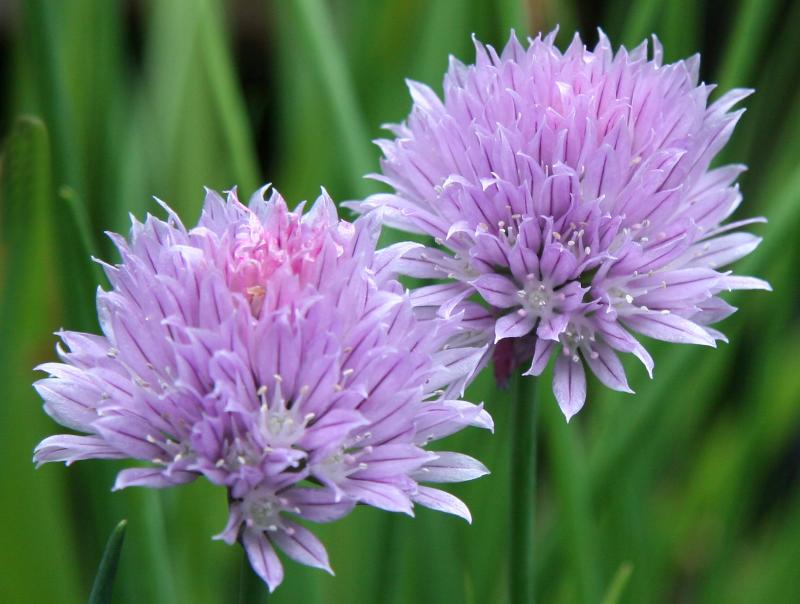 Chive Blossoms