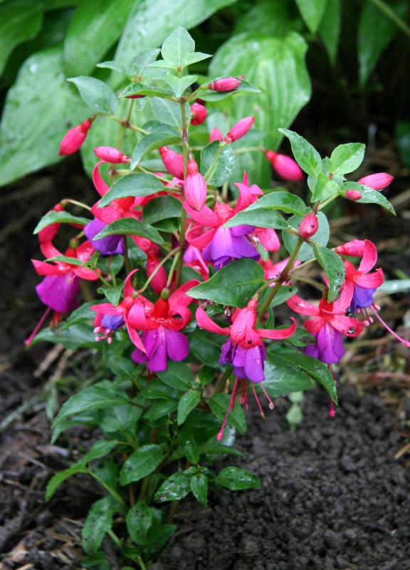 Fuschia