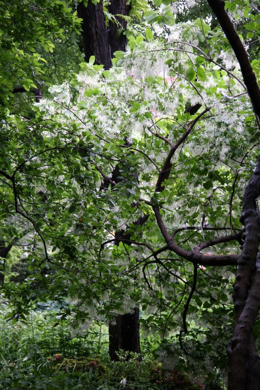 Chionanthus virginicus Fringe Tree