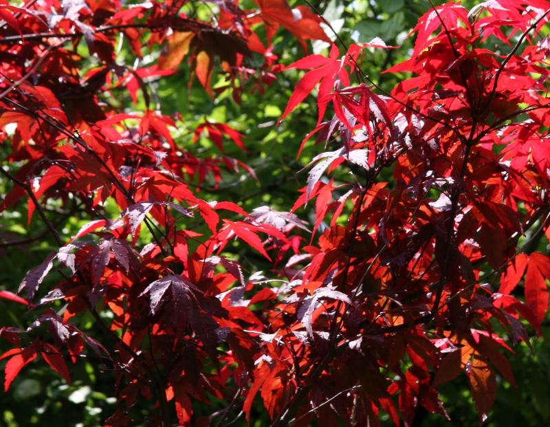 Japanese Red Maple Foliage