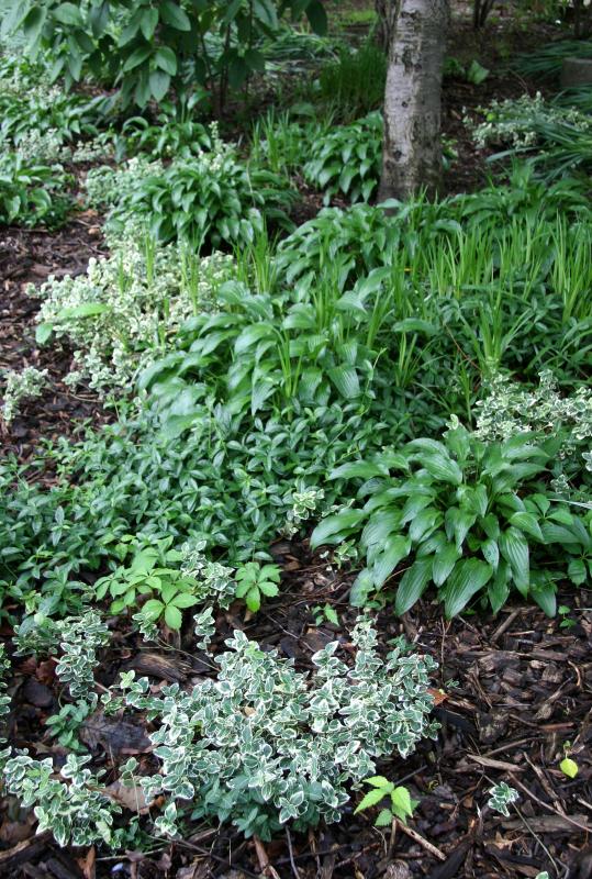 Ground Cover