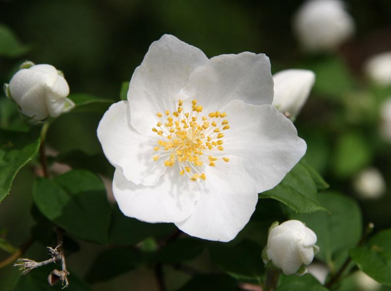 Mock Orange Blossoms