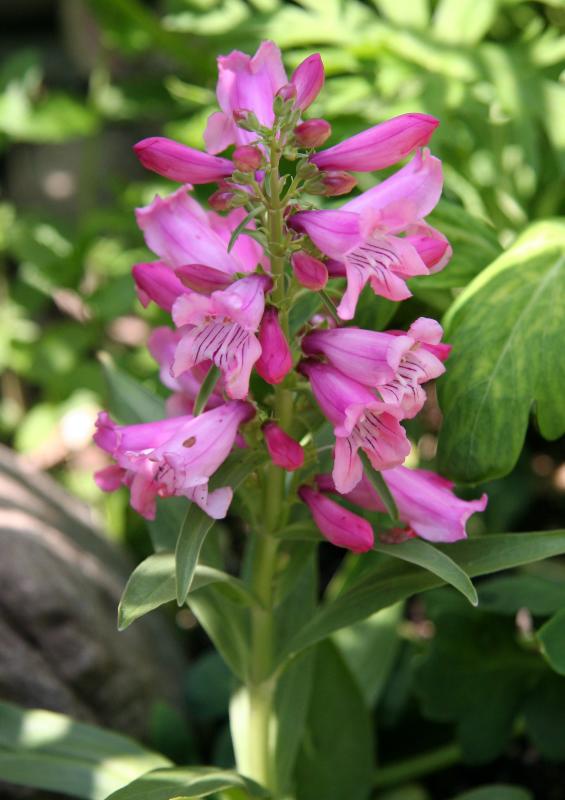 Penstemon