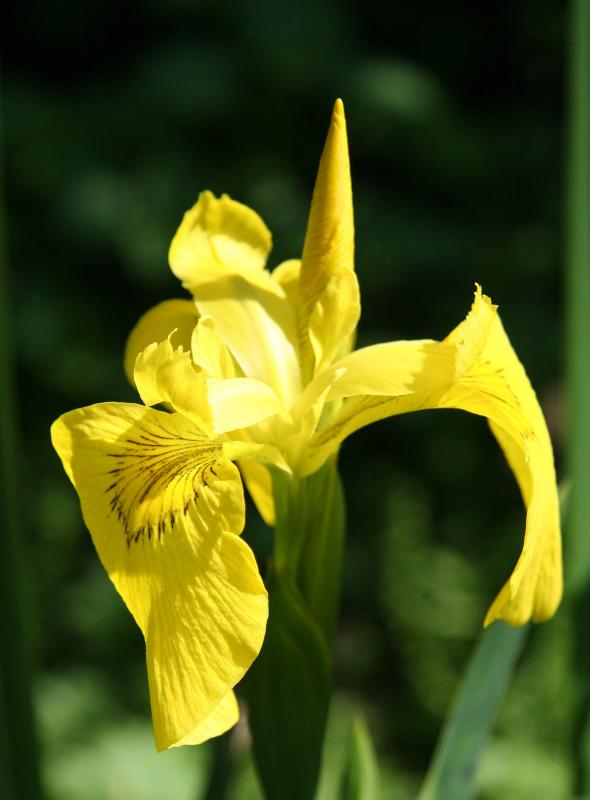 Lousiana Iris