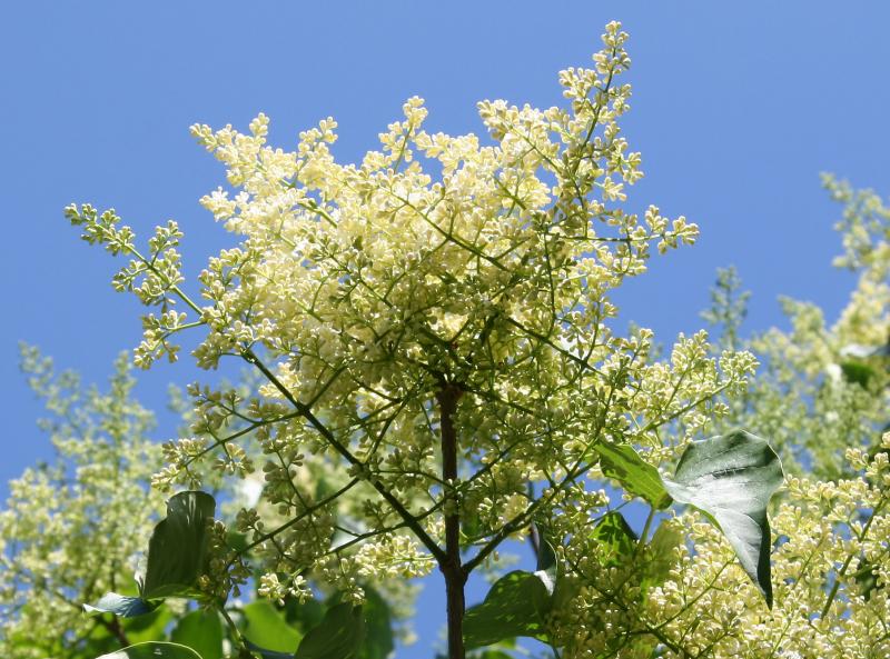 Lilac Tree Blossoms