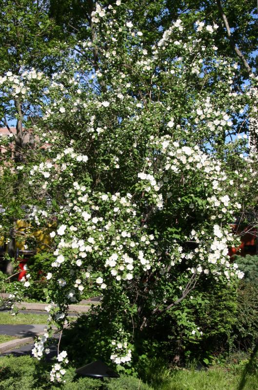 Mock Orange Bush