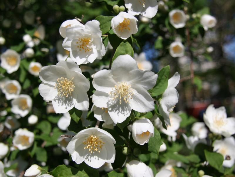 Mock Orange Blossoms