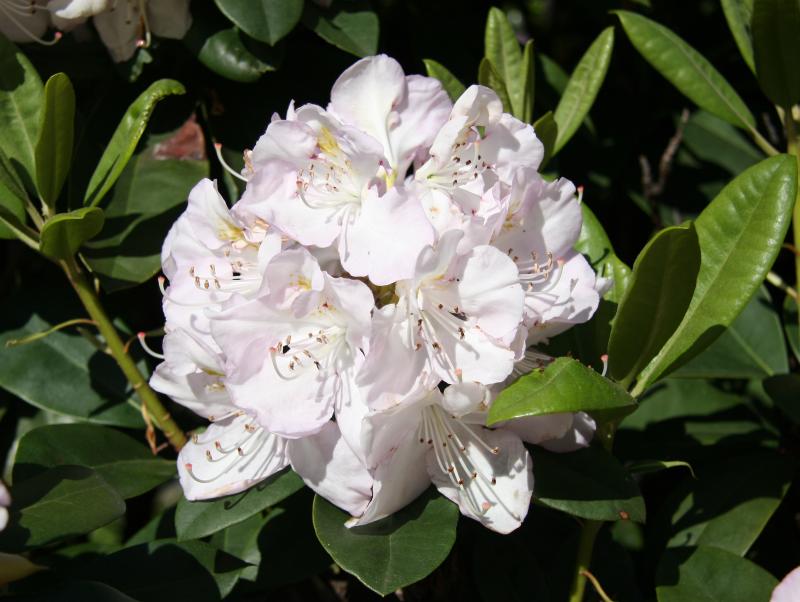 Rhododendron