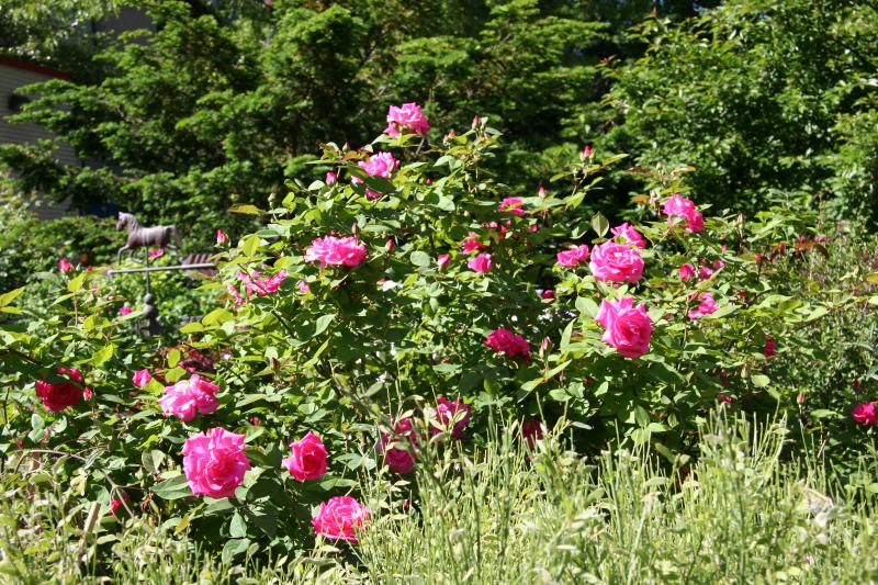 Zephrine Drouhin Rose Bush