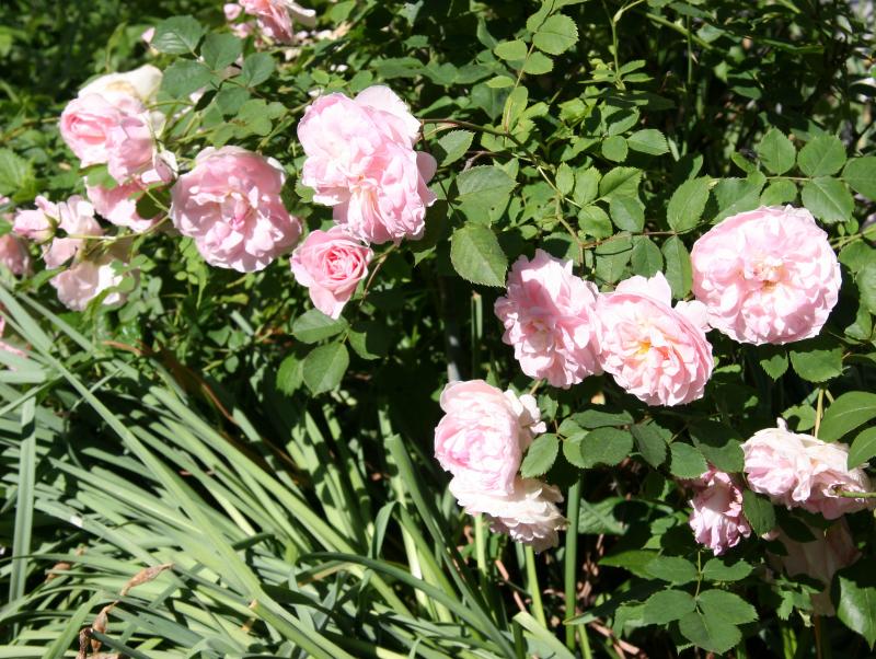 Morden Blush Roses