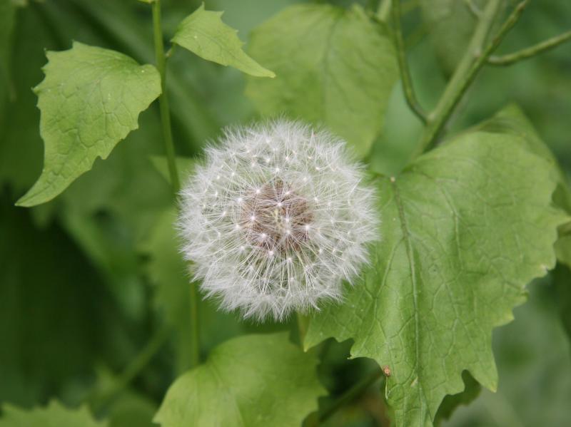 Dandelion Seed Balloon - Time Landscape Garden