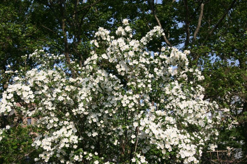 Mock Orange Bush