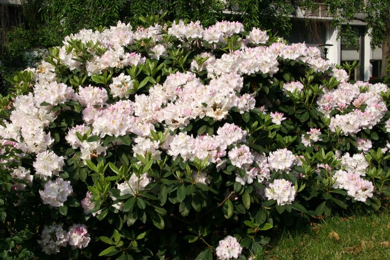 Rhododendron Bush